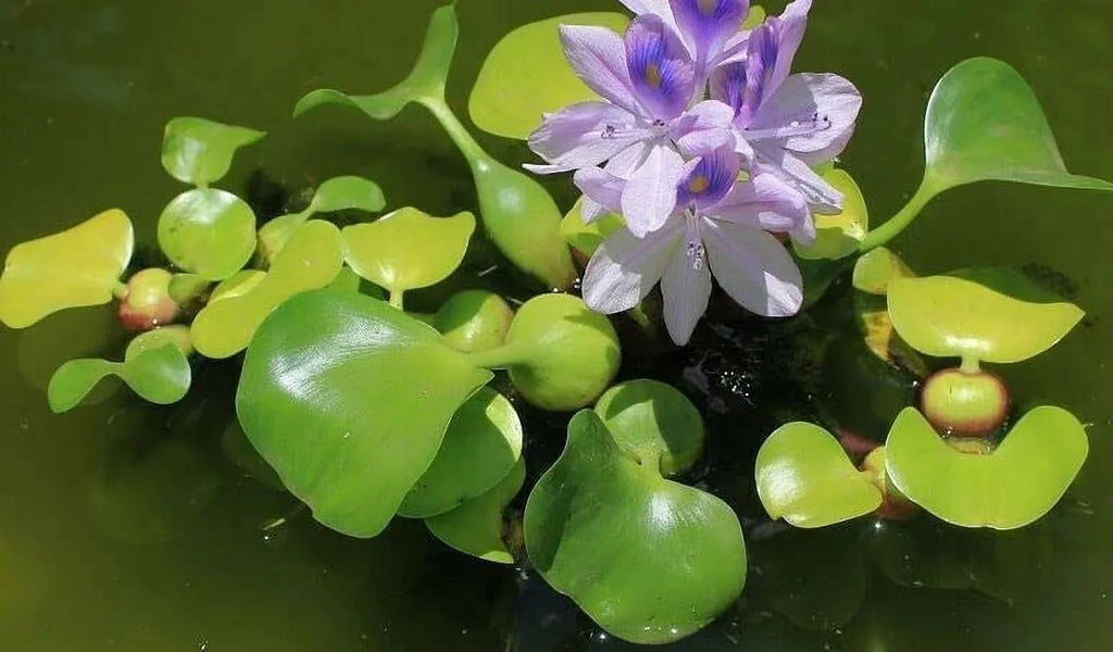 Floating Garden - Water Hyancinth Pond Plant Water 5