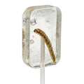 TEQUILA WORM - CANDY WITH FREE HOTLIX - FLAVORED - 2 SUGAR Suckers