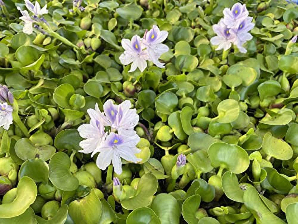 Floating Garden - Water Hyancinth Pond Plant Water 5