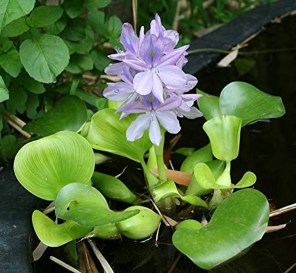 Floating Garden - Water Hyancinth Pond Plant Water 5