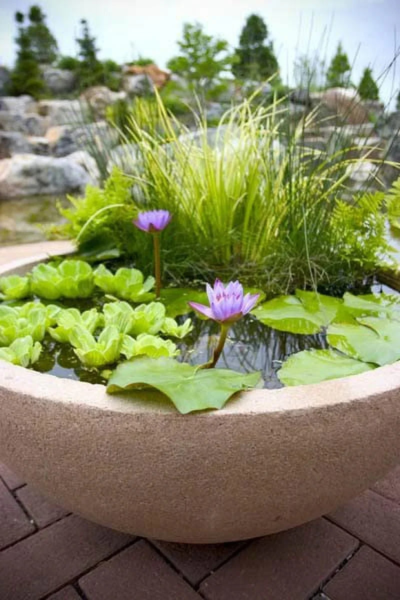 Water Pond - Plants 5 Water Gardens and Aquariums Lettuce Live Easy for Premium Floating