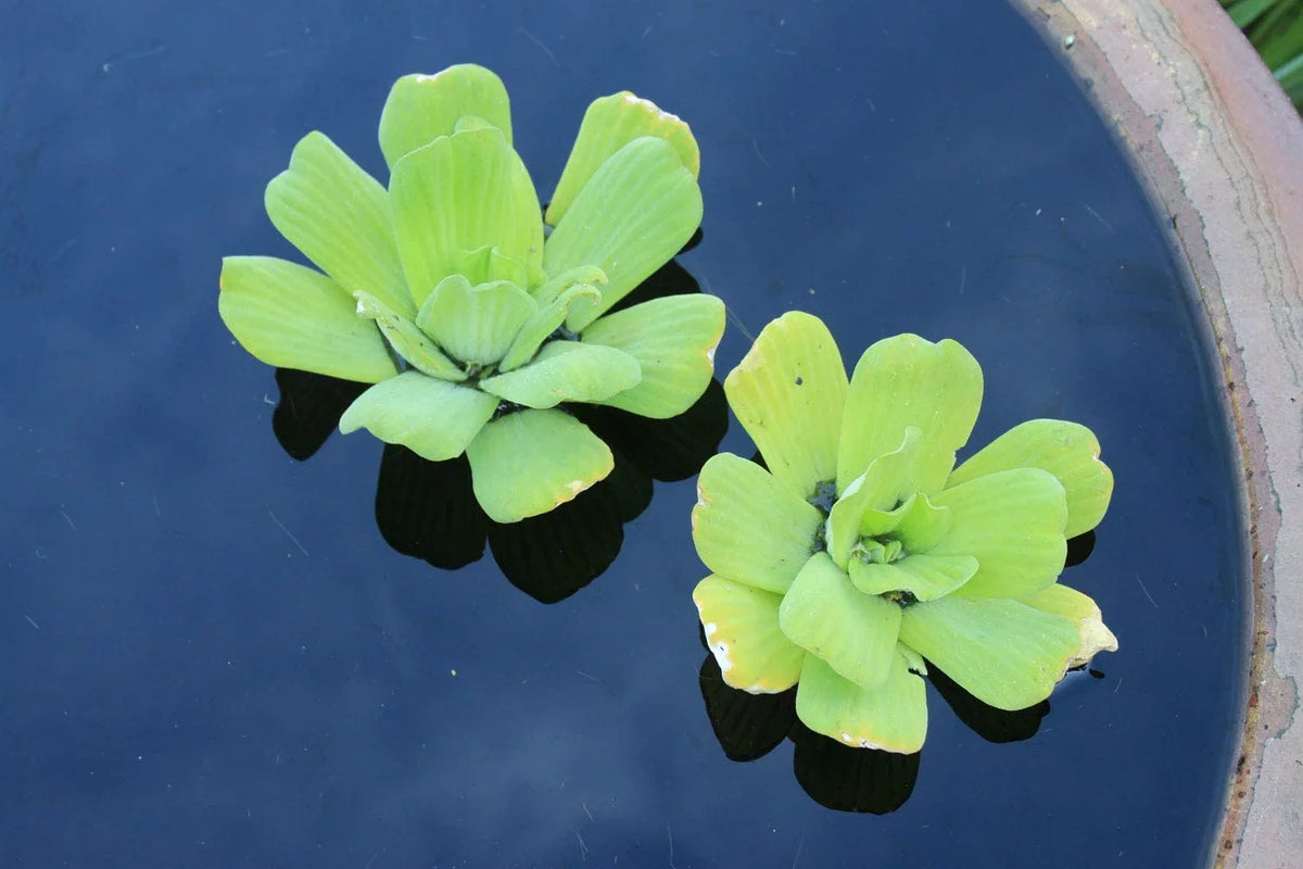 Water Pond - Plants 5 Water Gardens and Aquariums Lettuce Live Easy for Premium Floating