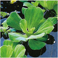 Water Pond - Plants 5 Water Gardens and Aquariums Lettuce Live Easy for Premium Floating